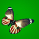 Colorful Butterfly on Green Background - VideoHive Item for Sale