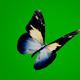 Butterfly Wings Waving - VideoHive Item for Sale