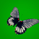 Butterfly With Striped Wings - VideoHive Item for Sale