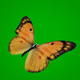 Yellow Butterfly on Green Background - VideoHive Item for Sale