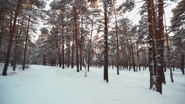 Aerial Shot The Snow In The Forest alt