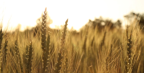 Ears of Wheat Swaying in the Wind Sunrise