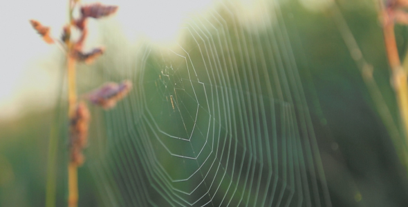 Spider Web on Reeds