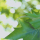 Leaves Of Plane Tree  - VideoHive Item for Sale