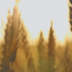 Ears of Wheat Swaying - VideoHive Item for Sale