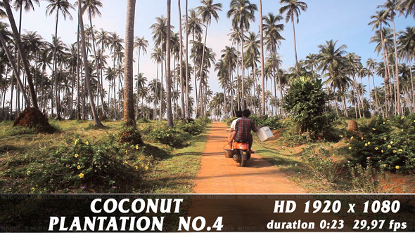 Coconut Plantation No.4