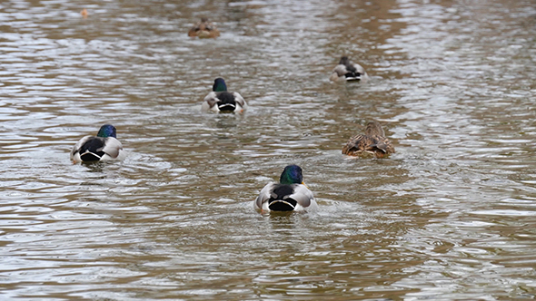 Duck On The Lake alt