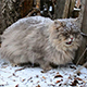Cat During A Snowfall - VideoHive Item for Sale