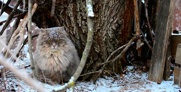 Cat During A Snowfall 3 alt