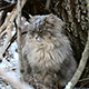 Cat During A Snowfall - VideoHive Item for Sale