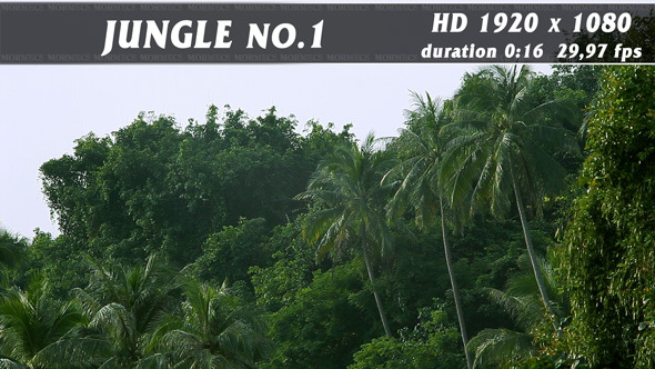 Jungle No.1