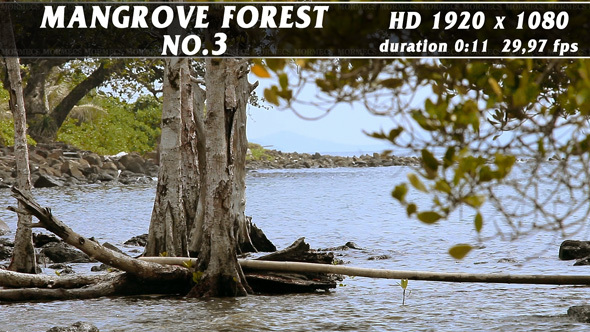 Mangrove Forest No.3