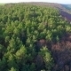 Aerial View Of Pine Forest - VideoHive Item for Sale