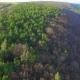 Aerial View Of Mixed Forests Pine - VideoHive Item for Sale