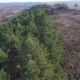 Aerial View Of Forest Near The Road - VideoHive Item for Sale