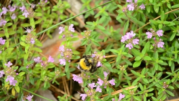 Bumblebee Gathers Pollen From Wild Thyme Flowers