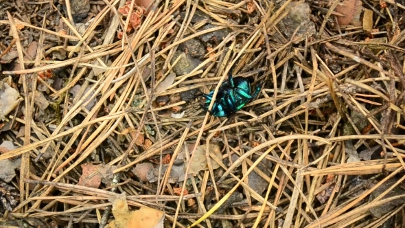 Green Dung Beetle Crawls In Forest