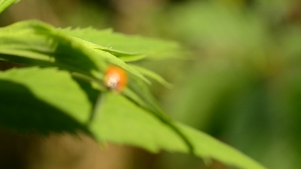 Ladybug On Green Leaf