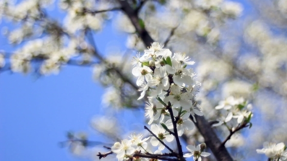 Spring Flowering Of Fruit Trees