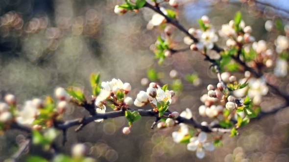 Spring Flowering Of Fruit Trees
