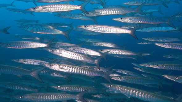 school of chevron barracudas from close alt