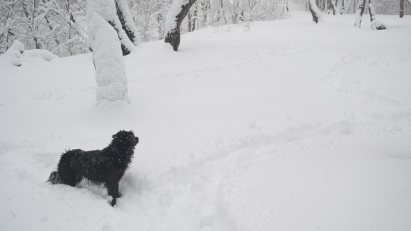 Snow Falling On Black Dog In a Snowy Forest