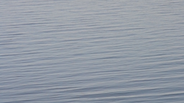 Calm Water Surface With a Bird Flying On