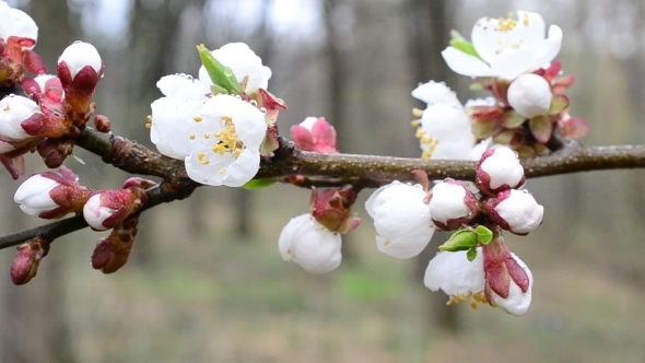 Close-up Of Apricot Tree Flowers Blown By Wind 