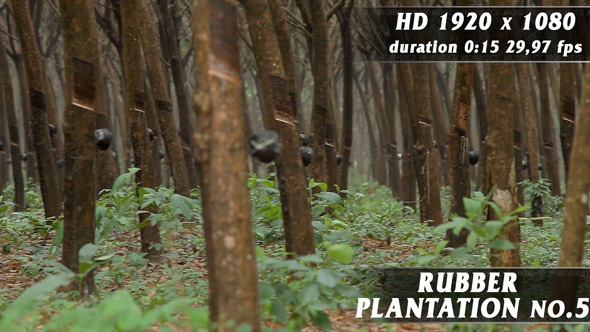 Rubber Plantation No.5