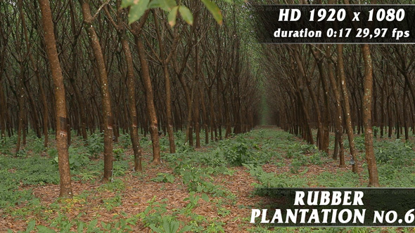 Rubber Plantation No.6