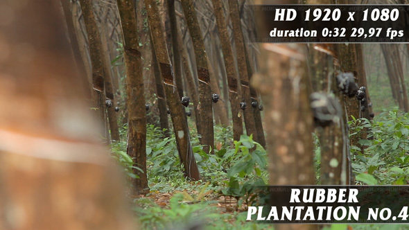Rubber Plantation No.4