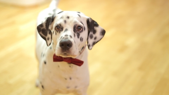 Dog Breed Dalmatian Dog Looking At The Camera, Stock Footage | VideoHive