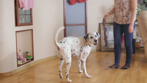 Dog Breed Dalmatian Dog Looking At The Camera alt