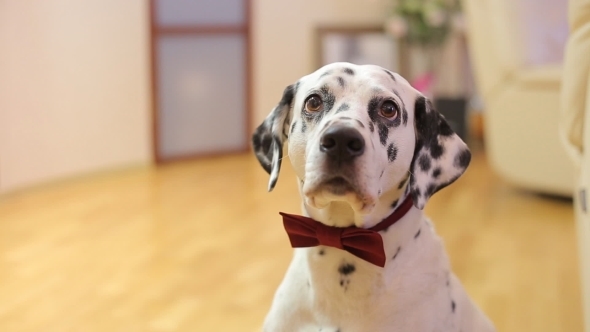 Dog Breed Dalmatian Dog Looking At The Camera alt