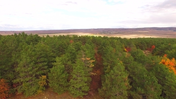AERIAL VIEW. Green Pine Park At Autumn In Suburbs
