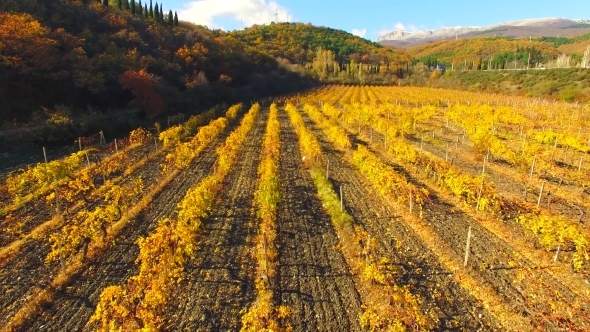 AERIAL VIEW. Flight Over Rows Of Vineyards At Fall