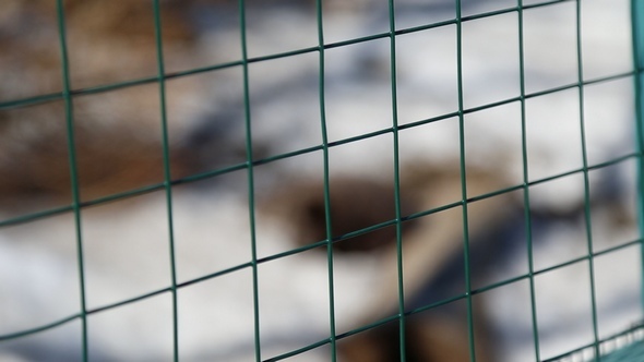 Animals in Captivity at the Zoo alt