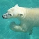Polar Bear Swimming in the Water Polar Bear Swimming in the Water - VideoHive Item for Sale
