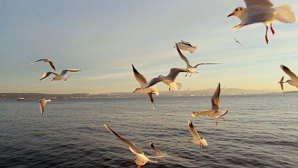 Ferry and Birds