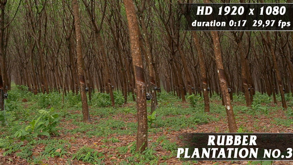 Rubber Plantation No.3
