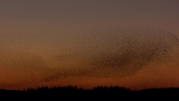 Massive murmuration of starlings against the evening sky. The birds have been spooked by a Sparrowha alt