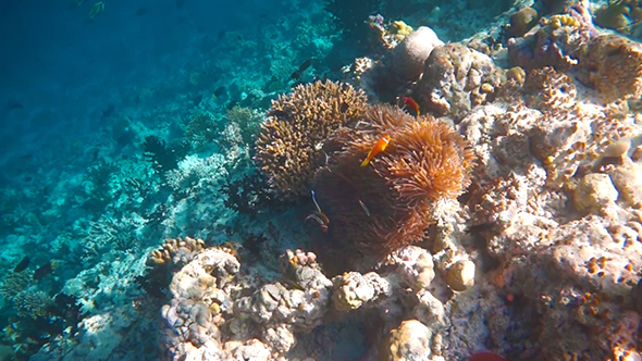 Topical Saltwater Fish alt