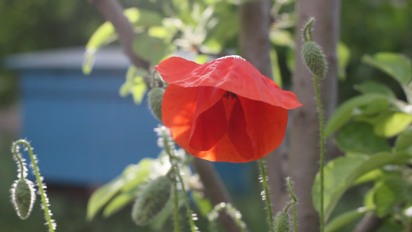 Red Blooming Poppy Flower Shaking On The Wind