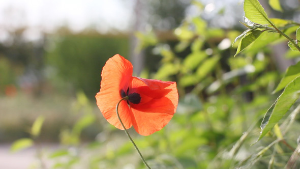 Red Blooming Poppy Flower Shaking On The Wind