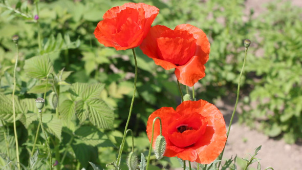 Red Blooming Poppy Flower Shaking On The Wind