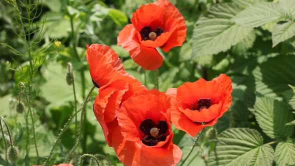 Red Blooming Poppy Flower Shaking On The Wind