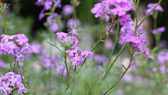 Blooming Purple Flower And Green Grass On The Wind