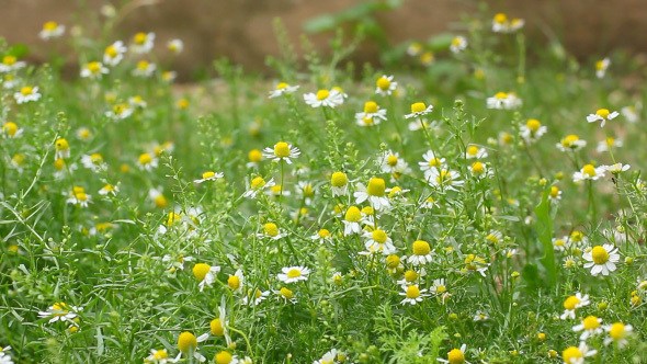 Field Of Small Blooming Camomile Flowers