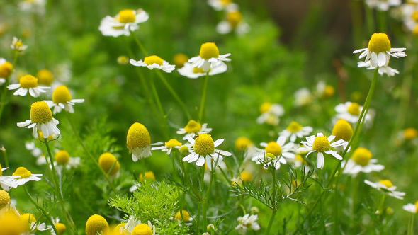 Field Of Small Blooming Camomile Flowers