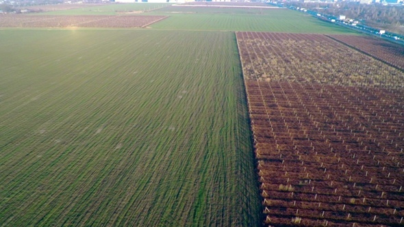 Aerial View over Fields and Vineyard alt